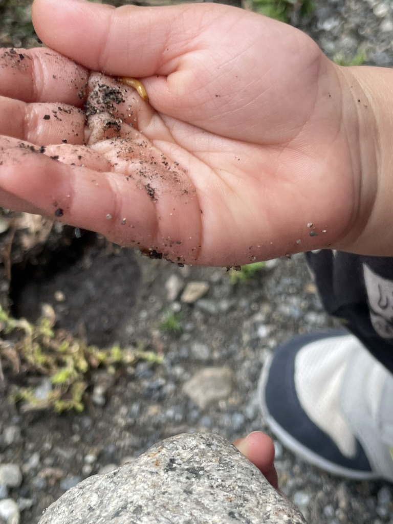 幼虫を持つちーくん。全然怖がらない。汚いとも思わない。