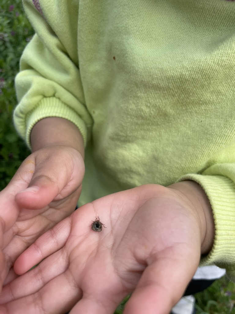 頑張って捕まえたカメムシ。 葉っぱにくっついていた。