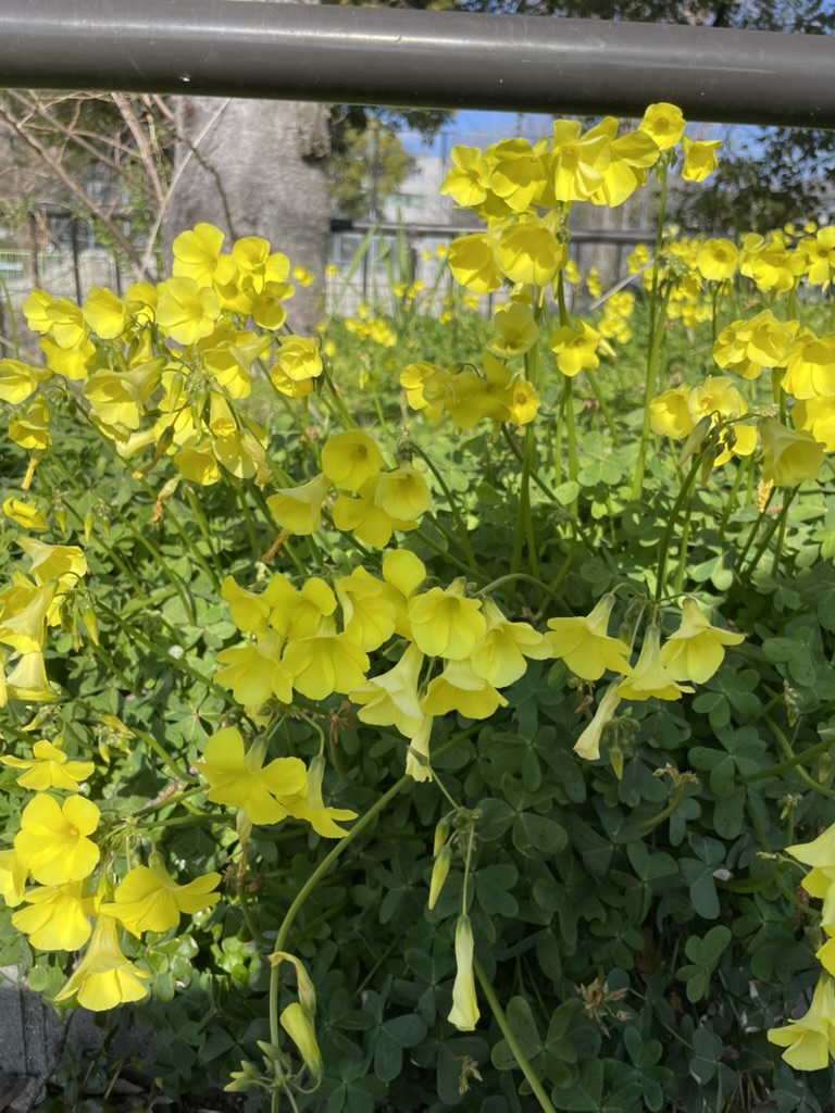 河川敷に咲くオオキバナカタバミの黄色い花