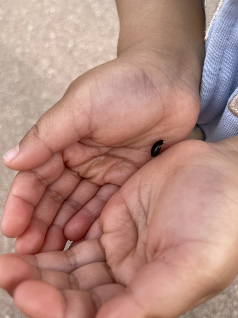 水路で見つけたミズスマシ。こんなところにもアンテナを貼ってた。