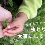 持って帰るなら最後まで。親子の虫取りで大切にしていること