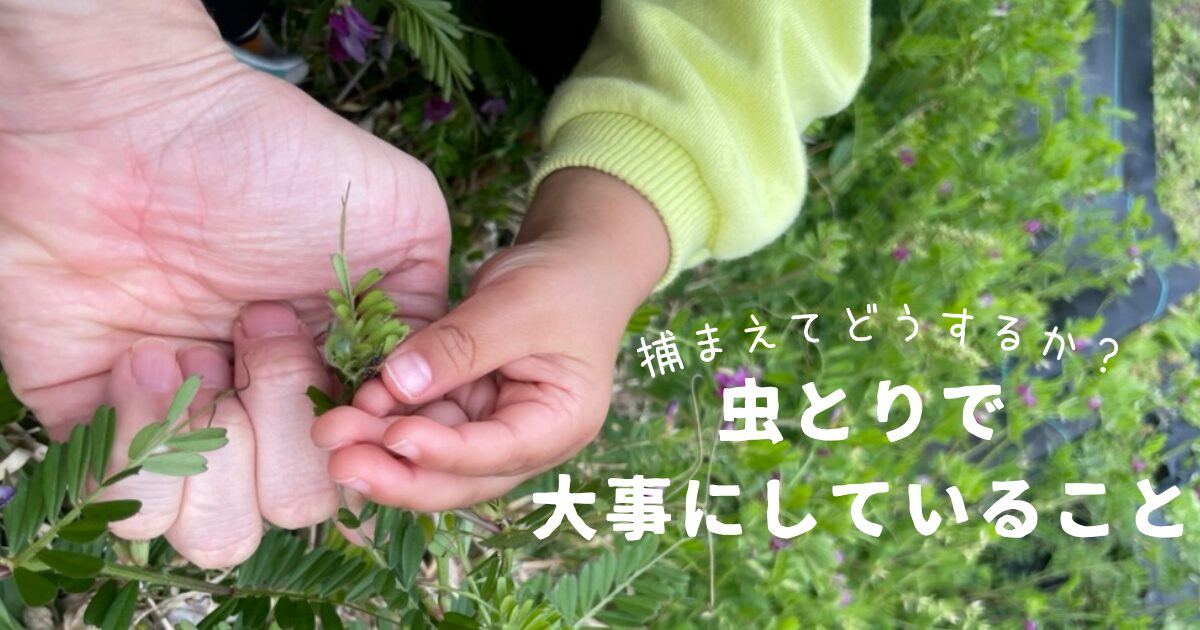 持って帰るなら最後まで。親子の虫取りで大切にしていること