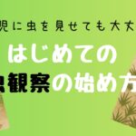 虫との関わり方。幼児でも大丈夫？