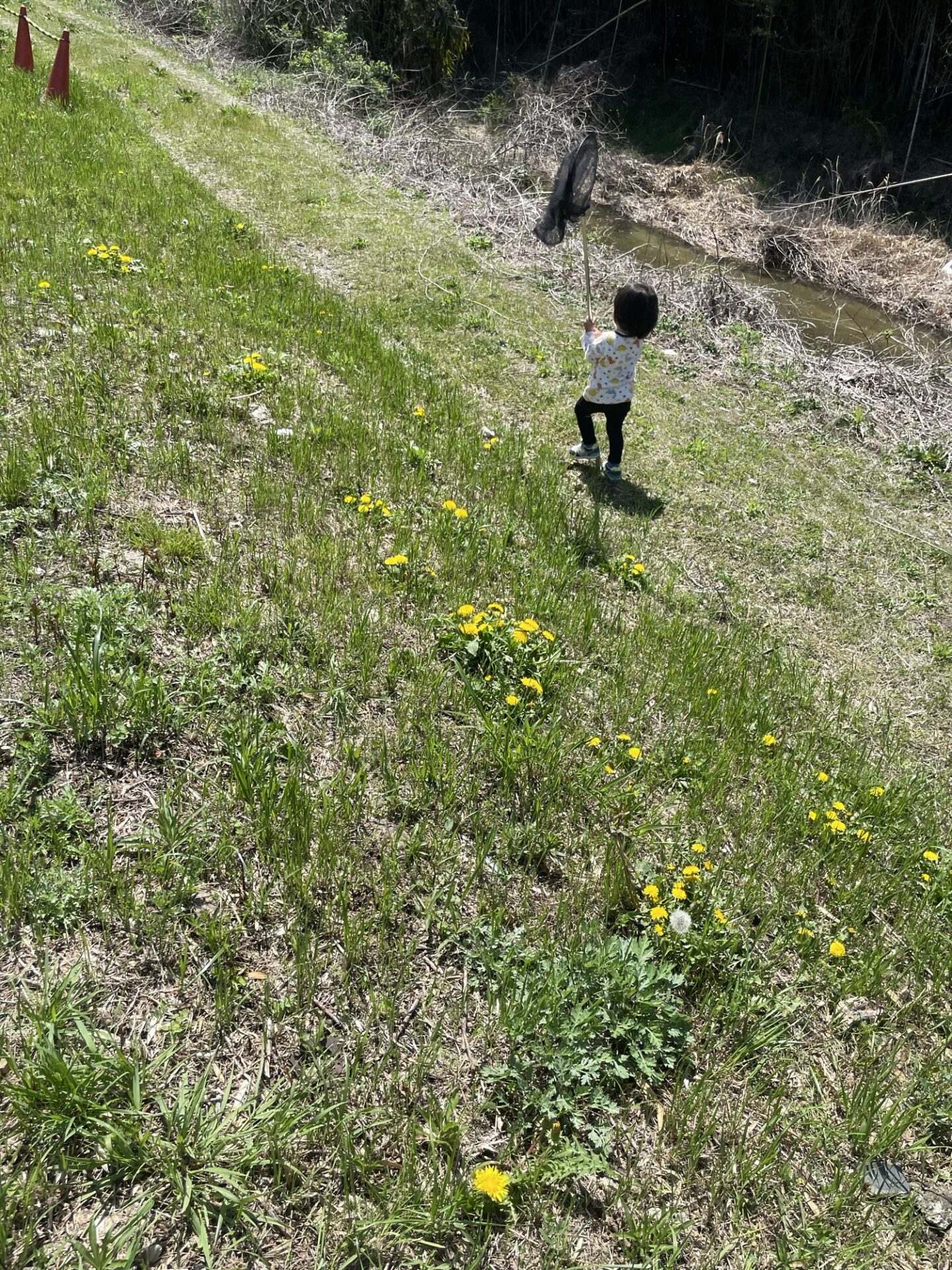 子どもと虫を探した日の記録