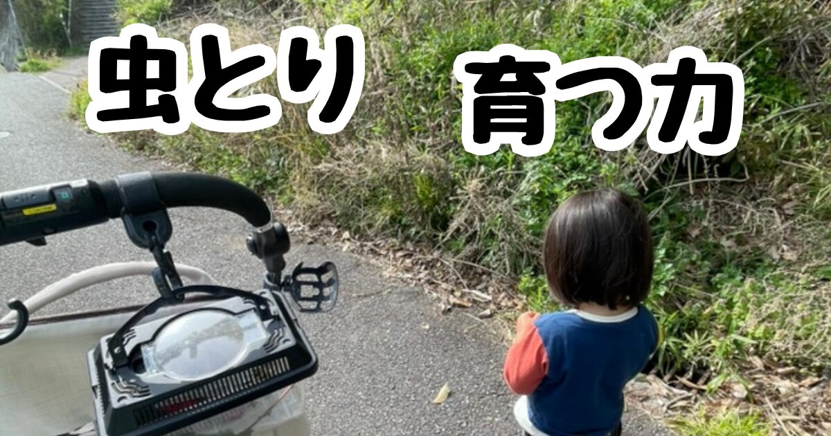 虫とりは五感・集中力・観察力までたくさん育てる。