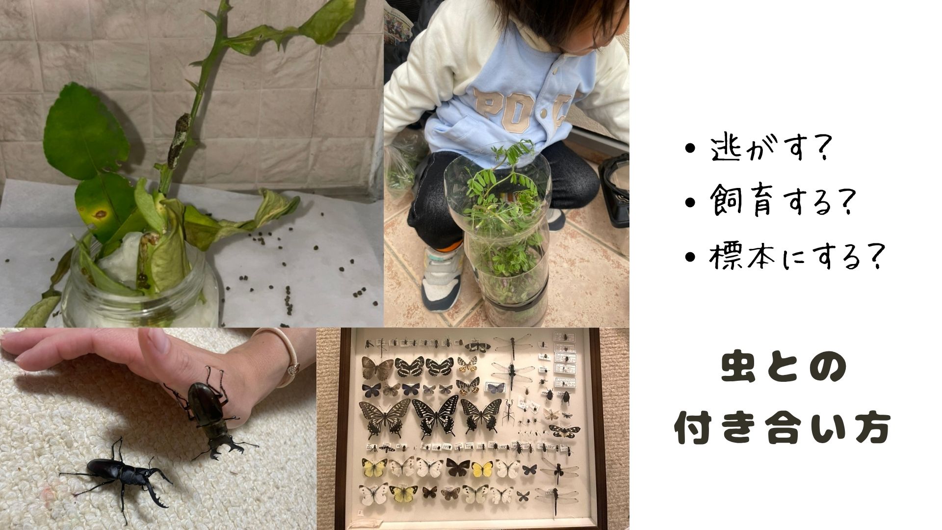 捕まえる前にどうするか考えた方がいい