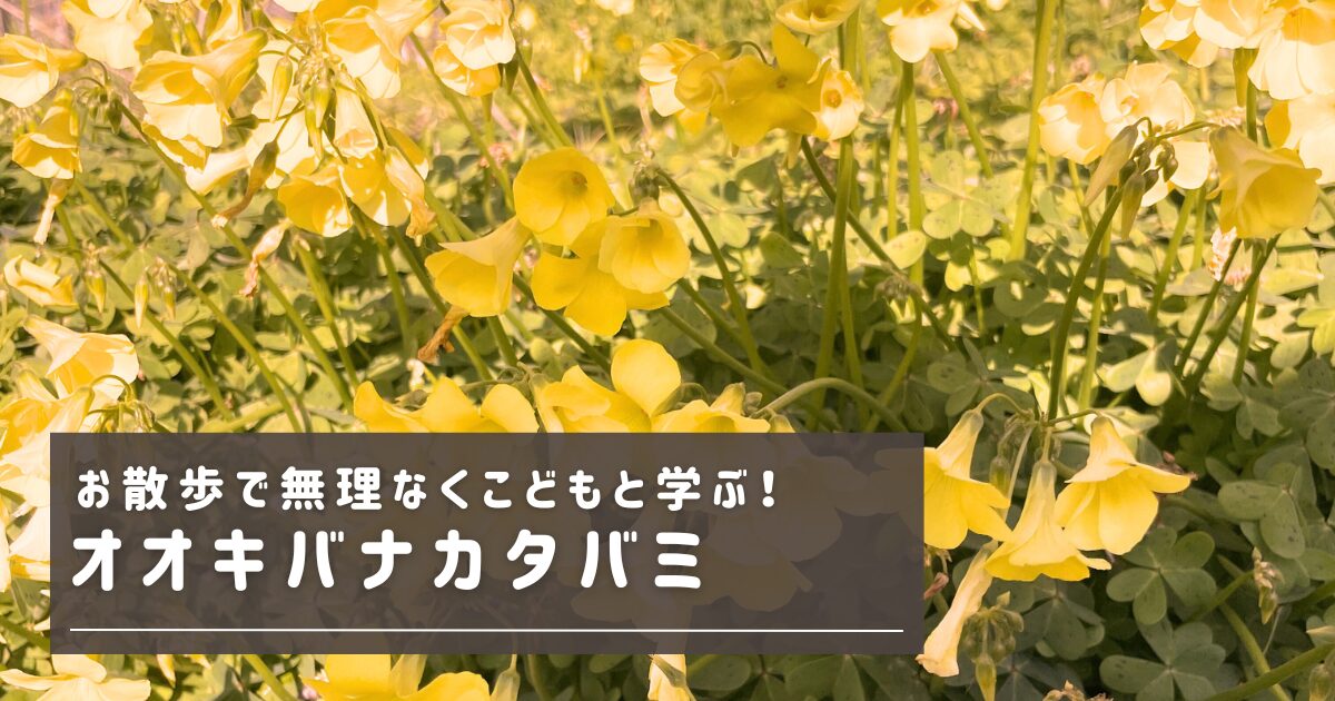 お散歩で学ぶ！