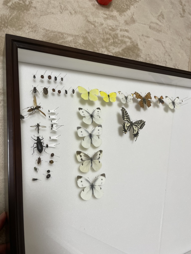 ちーくんが自分でさした標本たち。