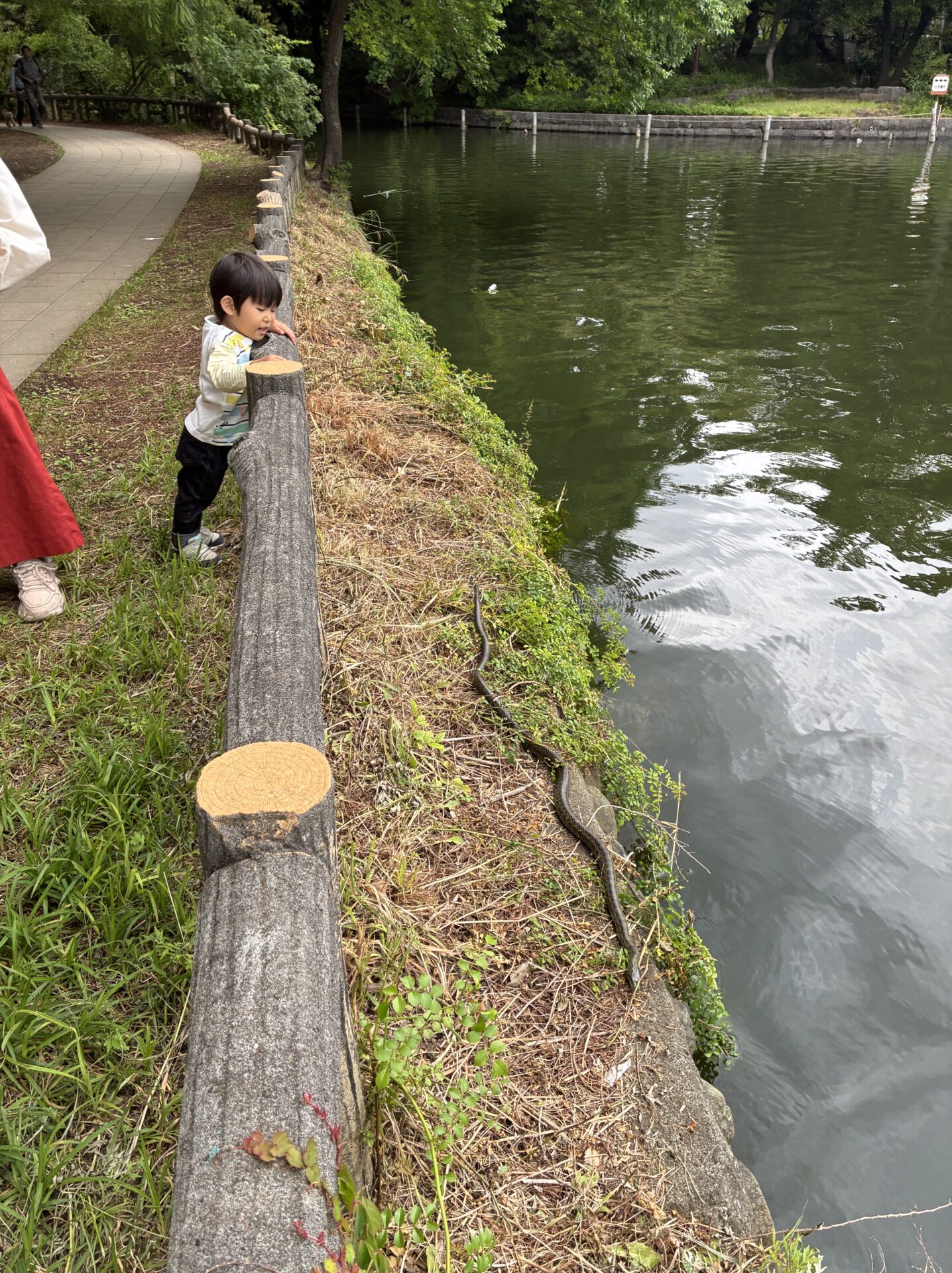 アオダイショウを見つけて喜ぶ2歳児