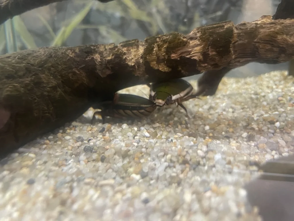 足立区生物園で展示されていたゲンゴロウ