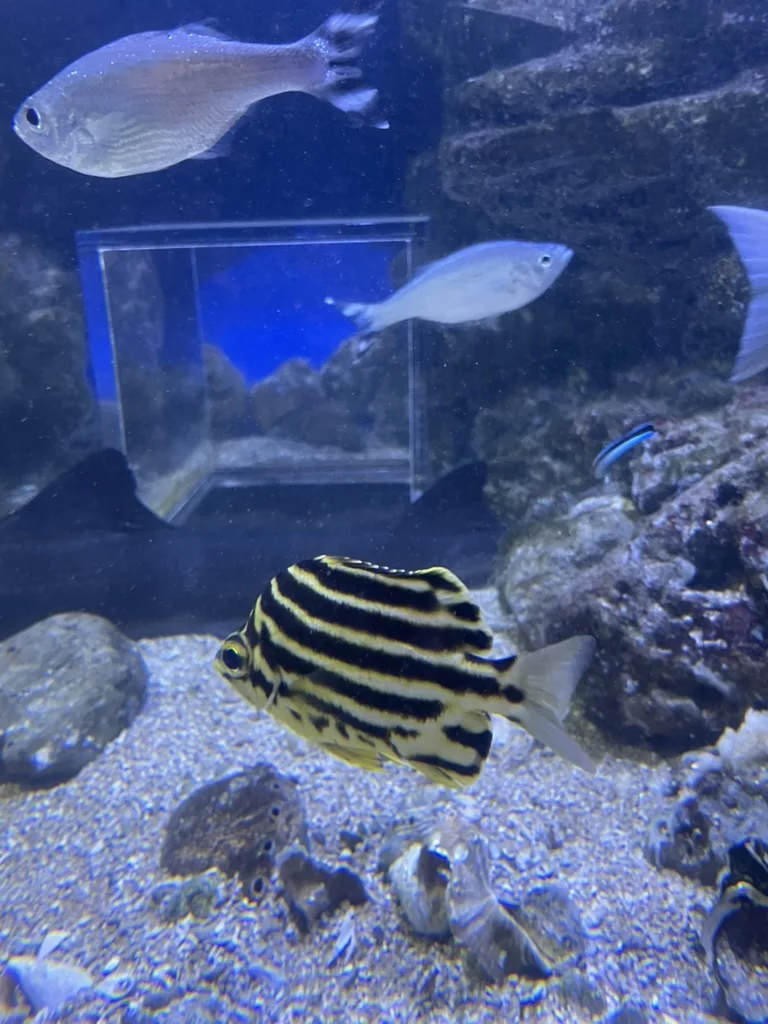 足立区生物園の水槽を泳ぐ魚