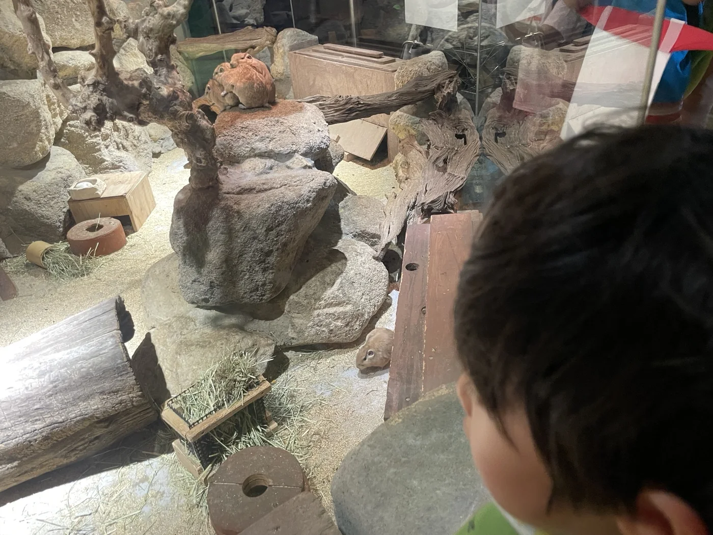 小動物を観察する幼児の後ろ姿