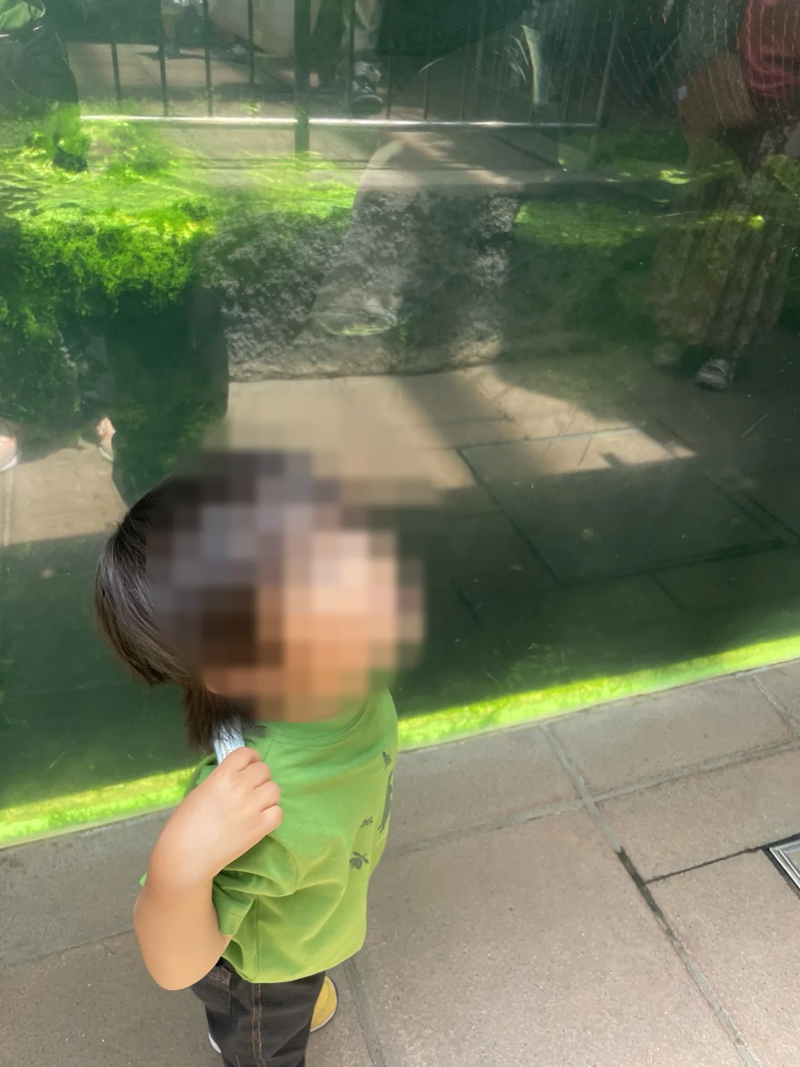 大きな水槽を見上げる幼児