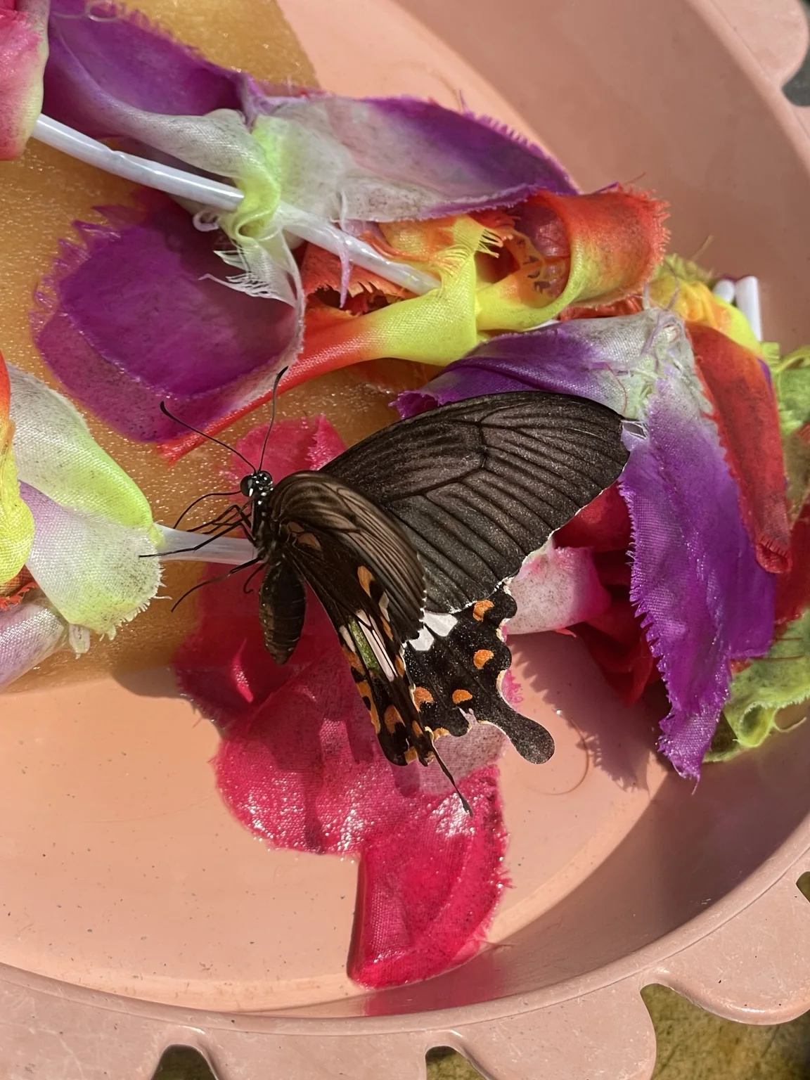 花の蜜を吸う大温室のチョウ