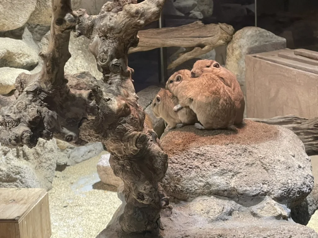 岩の上で集まる小動物