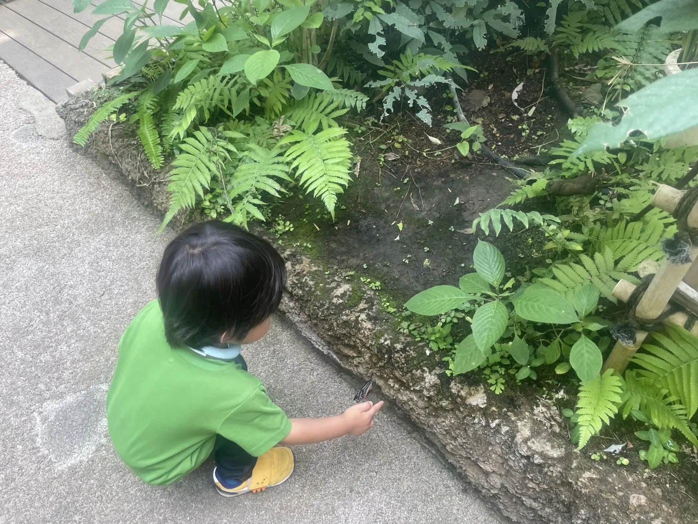 大温室でチョウを観察する幼児の後ろ姿