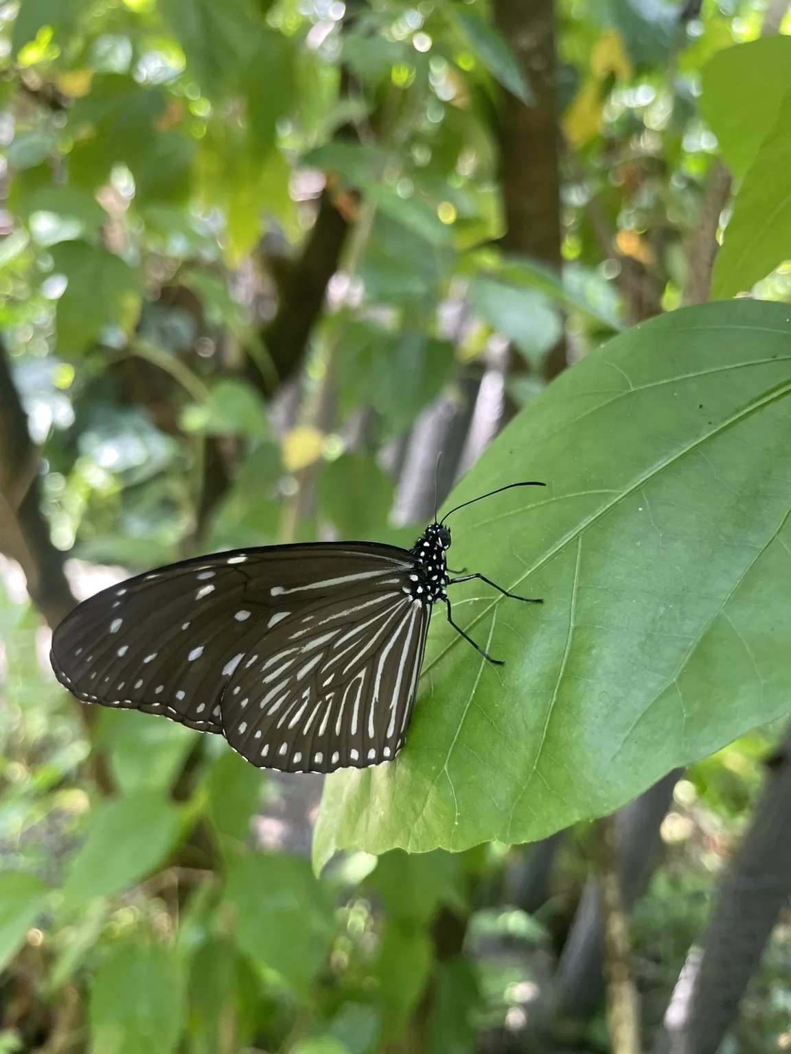 葉に止まる大温室のチョウ