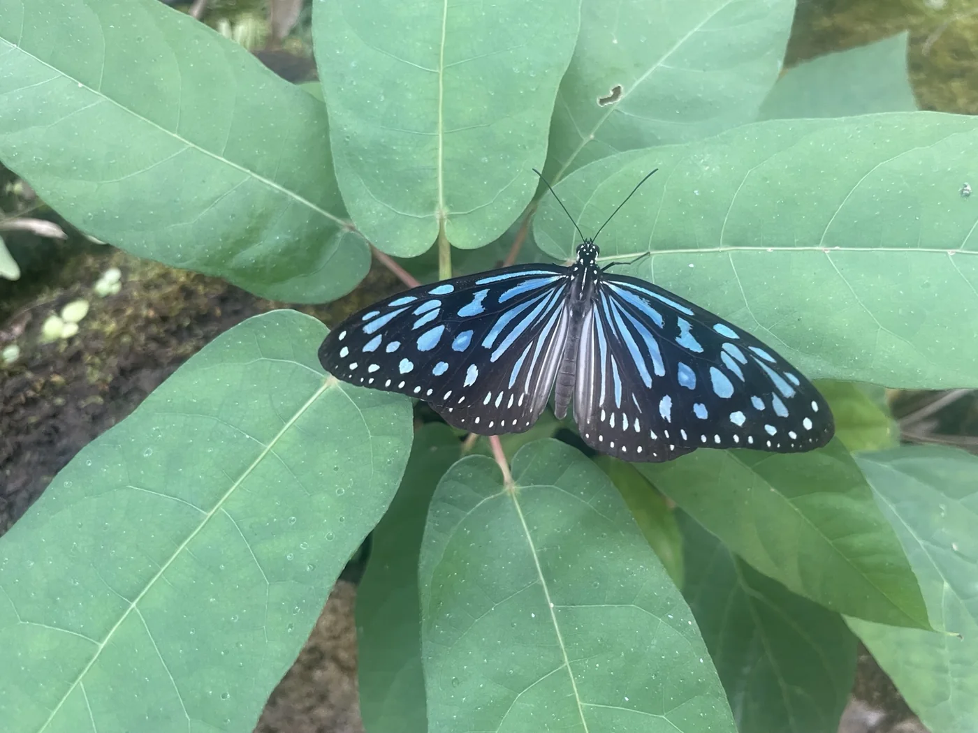 青い模様の大温室のチョウ