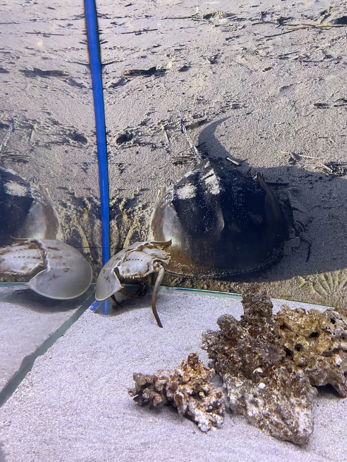 足立区生物園で展示されていたカブトガニ