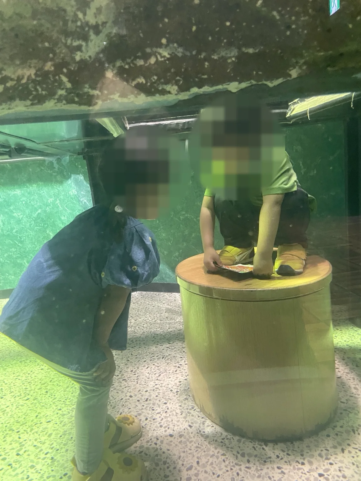 水槽の中をのぞく二人の子ども