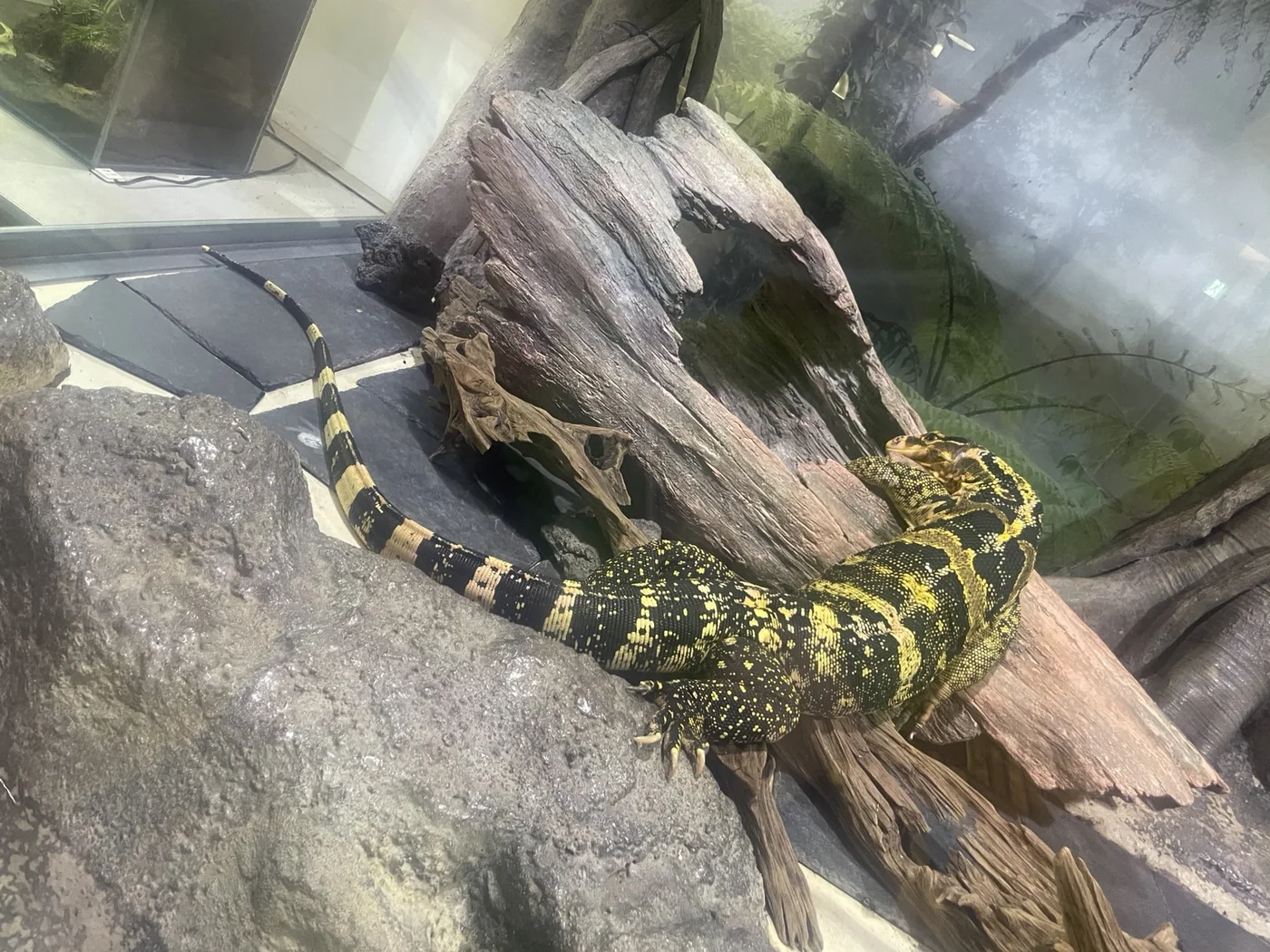 流木の上で休む大型のトカゲ