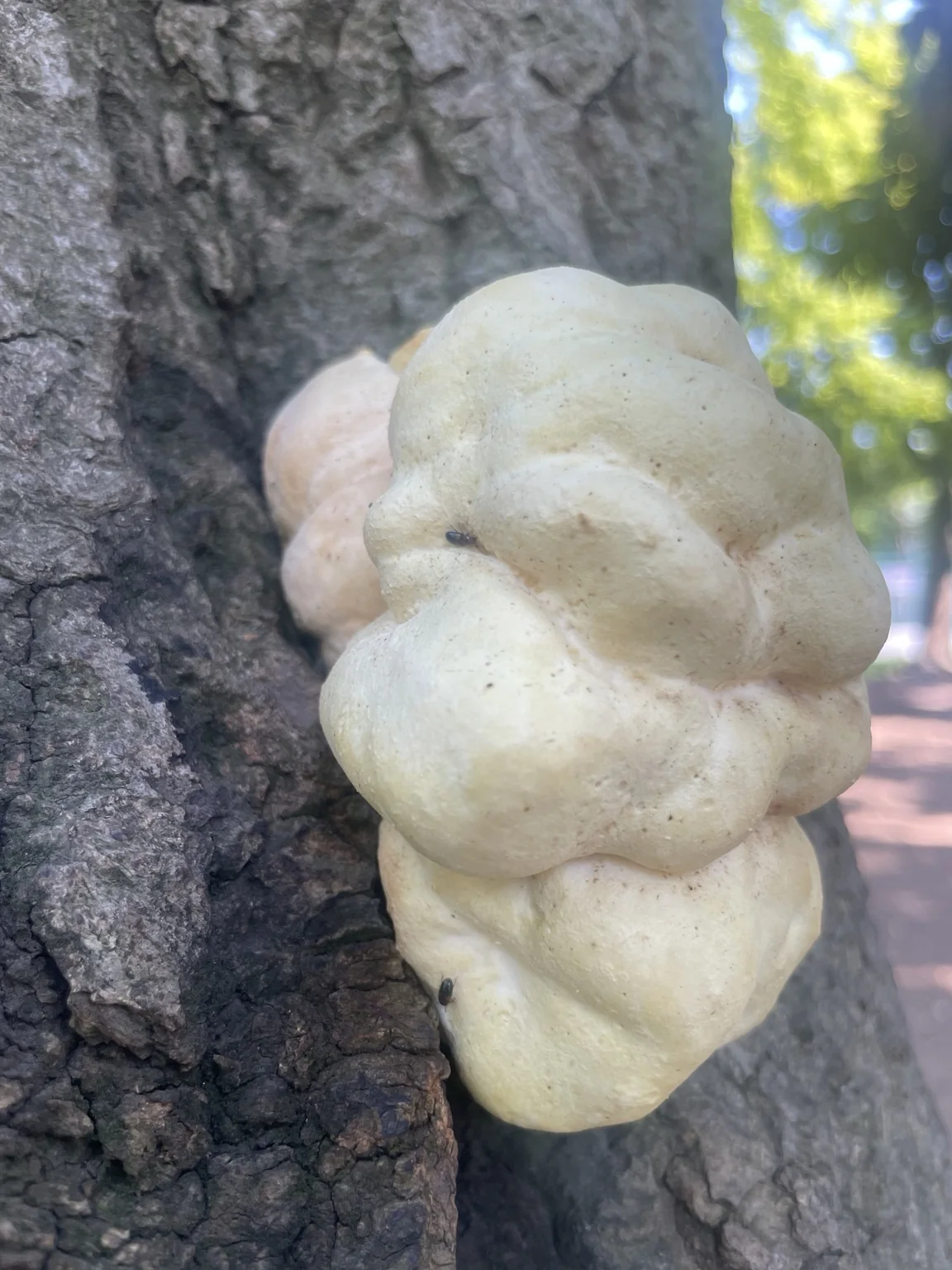 元渕江公園の木に生えていた白いキノコ