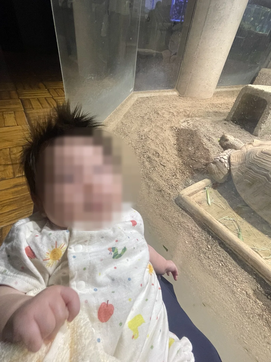 乳児とリクガメの展示