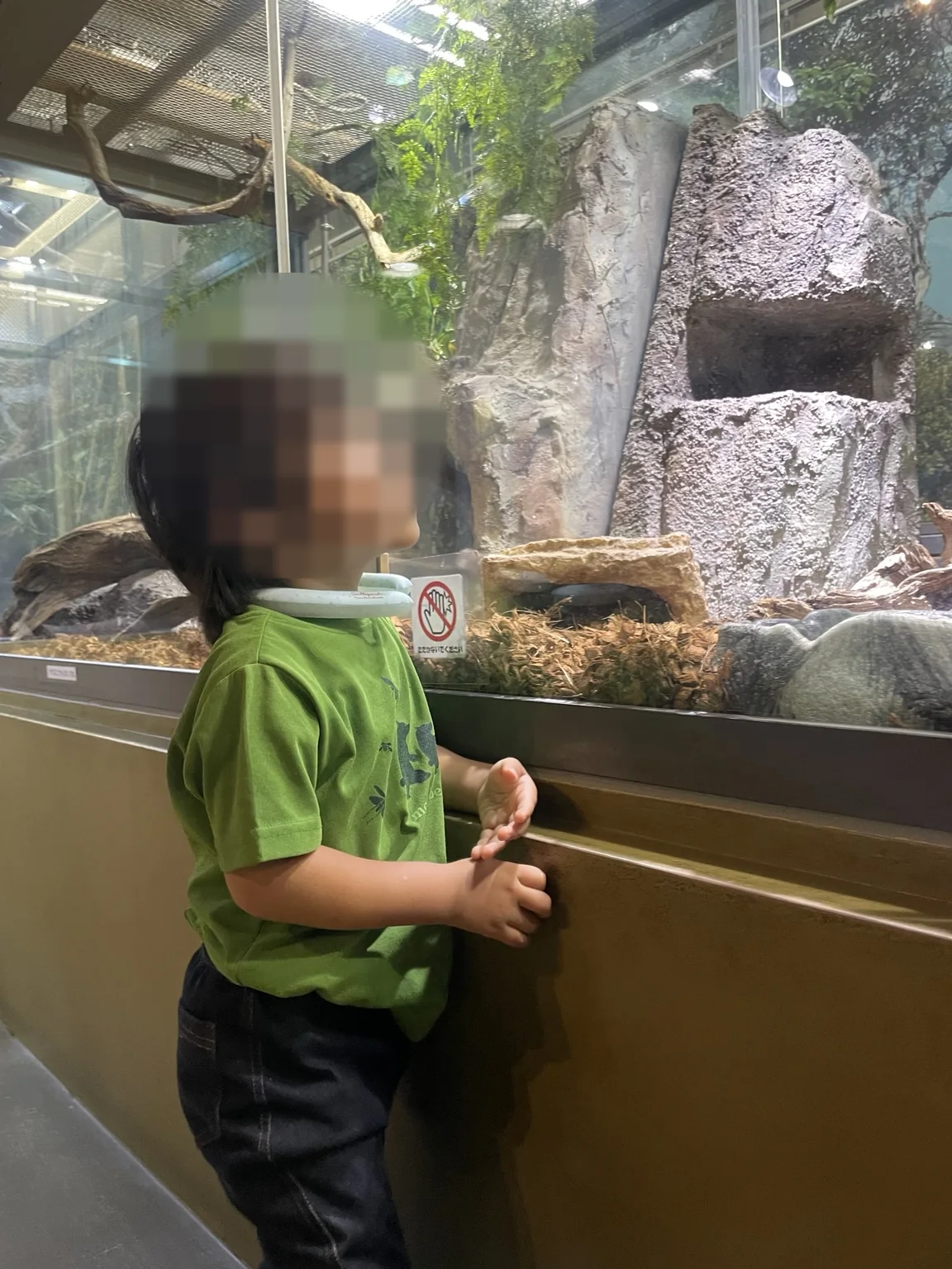 爬虫類の展示環境を見上げる幼児
