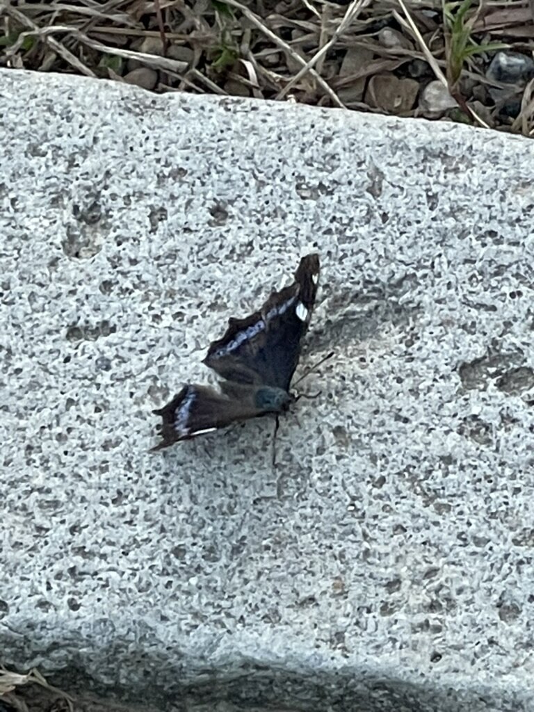 公園で見つけたチョウ