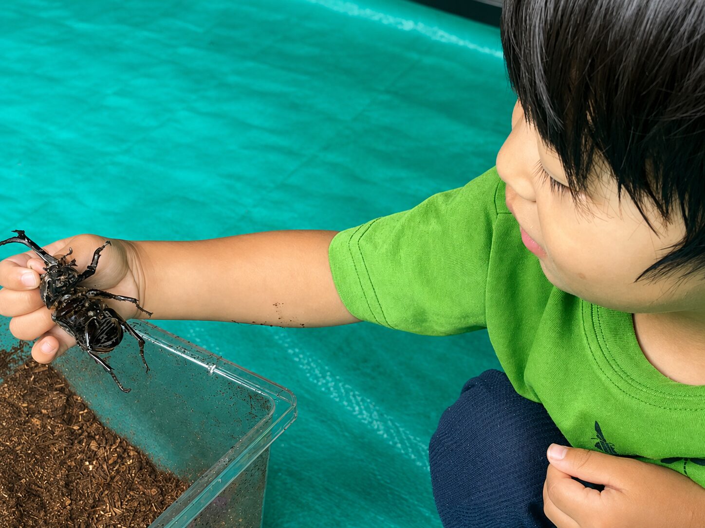 幼虫から育てて羽化したカブトムシを観察する2歳9ヶ月の幼児