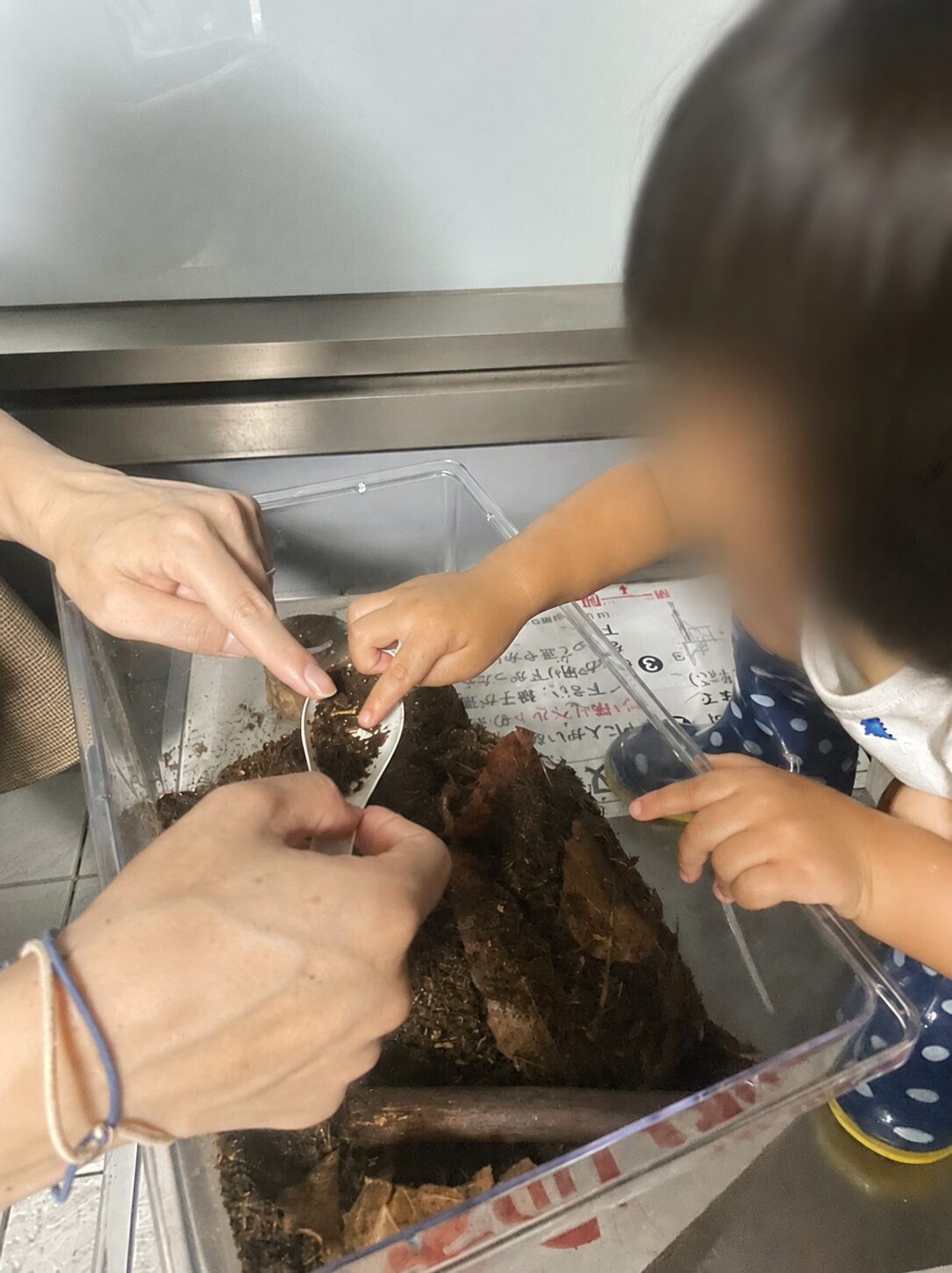飼育していたカブトムシが産んだ白い卵