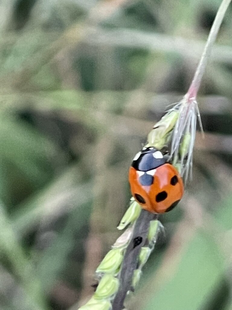 草の上のテントウムシ