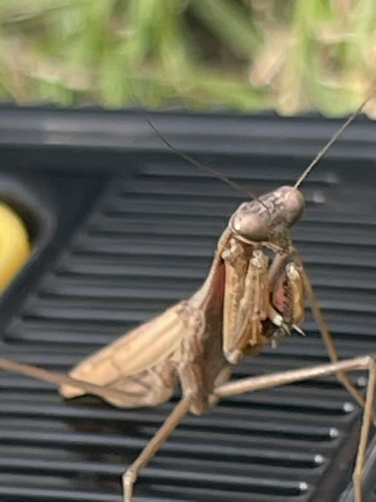 外遊び中に見つけたカマキリ