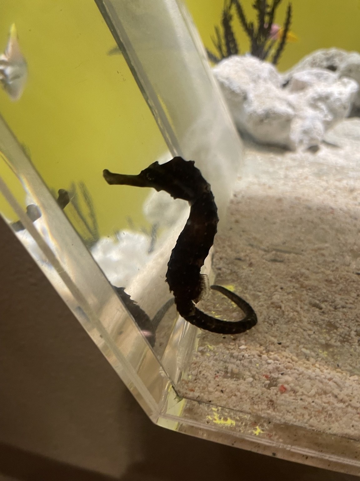 黒いタツノオトシゴのアップ
