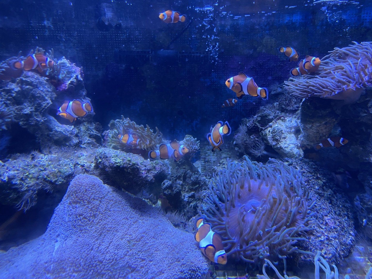 しながわ水族館のクマノミとイソギンチャク