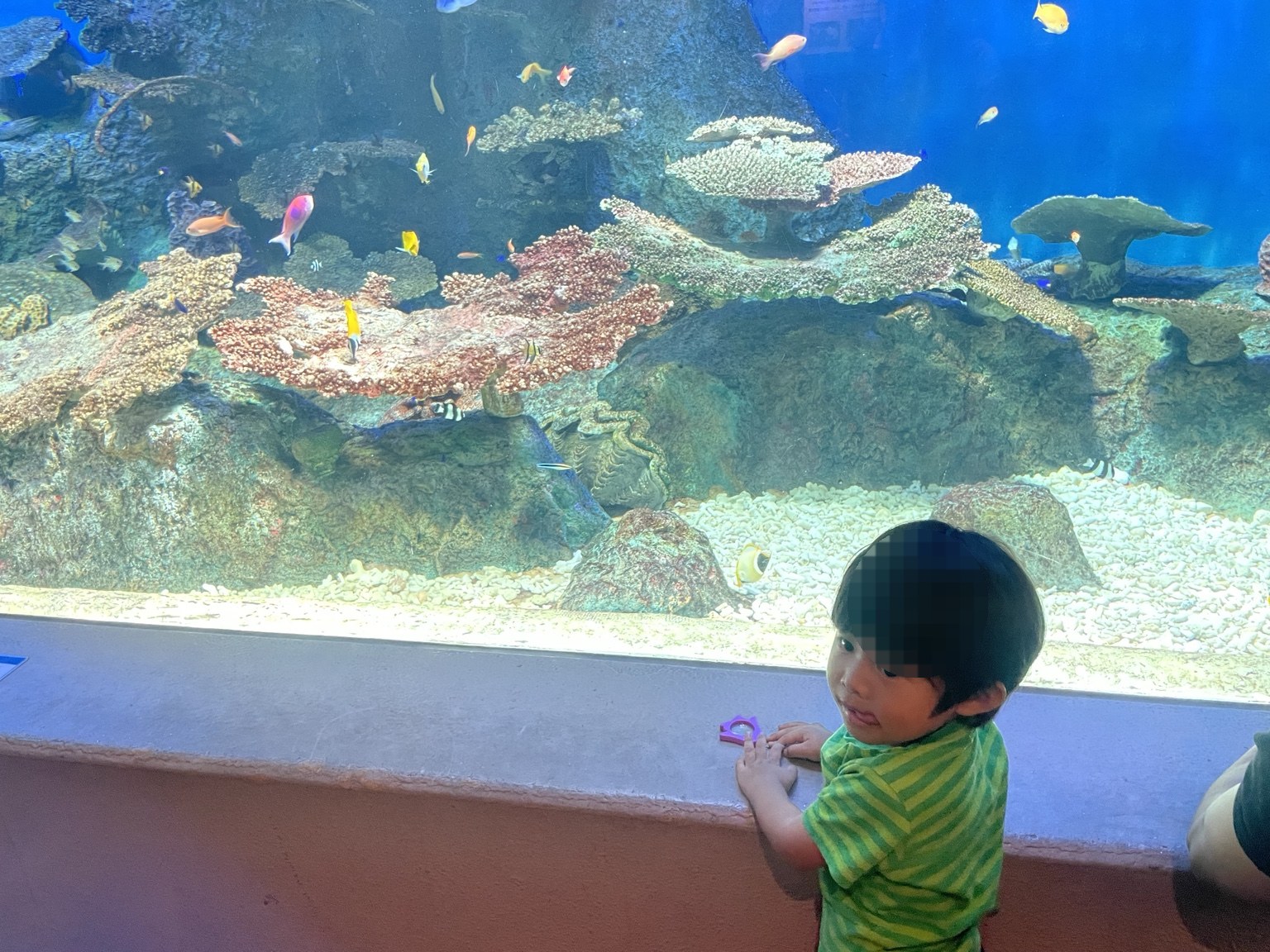 しながわ水族館の大水槽を見る2歳児