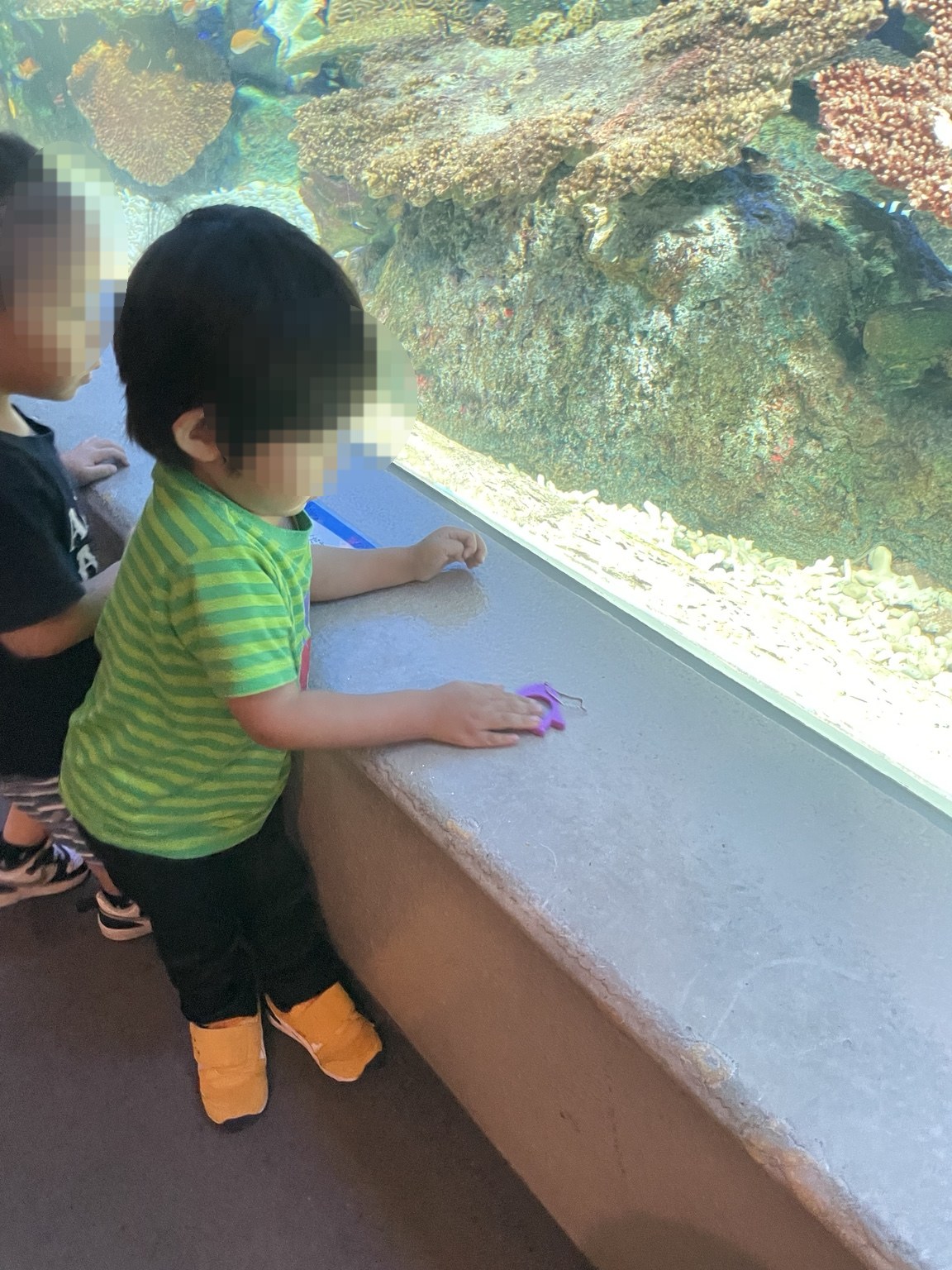 水槽を近くでのぞき込む2歳児