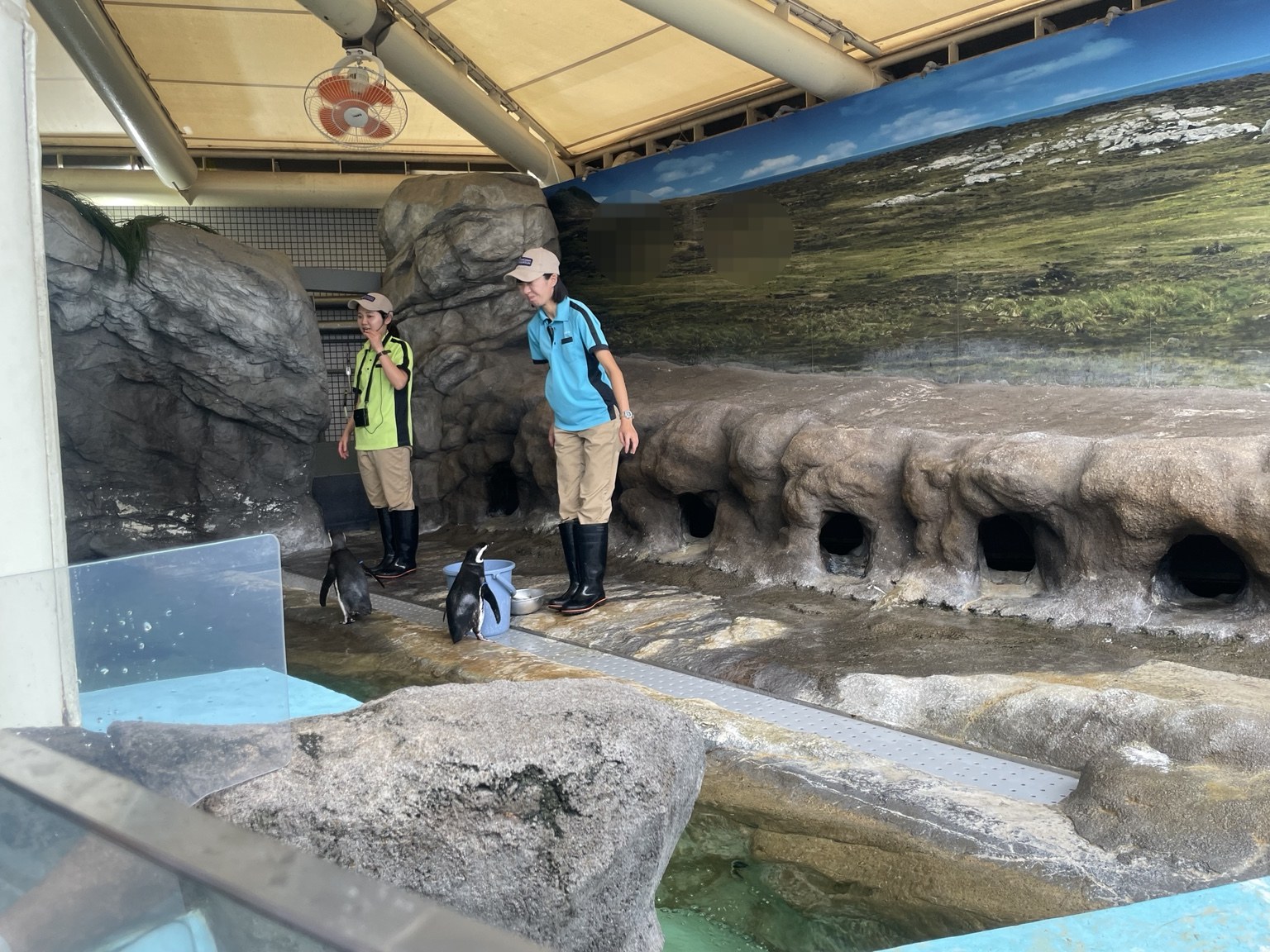 しながわ水族館でペンギンを見る