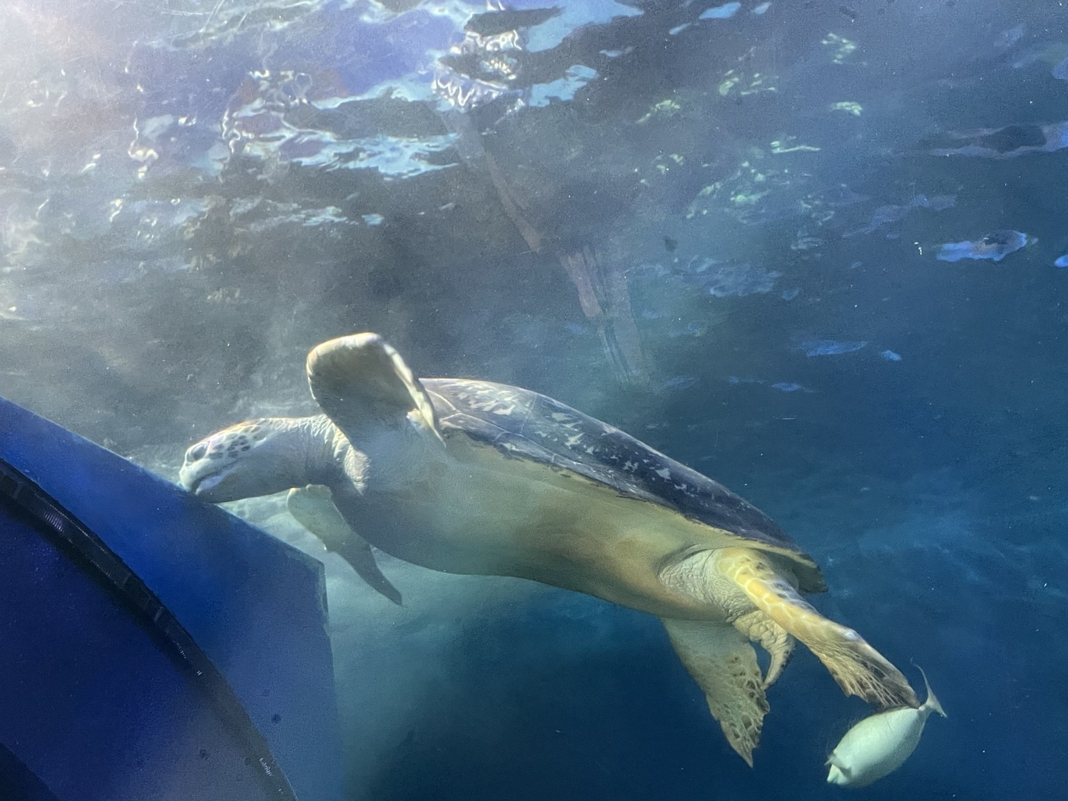 しながわ水族館を泳ぐ大きなウミガメ