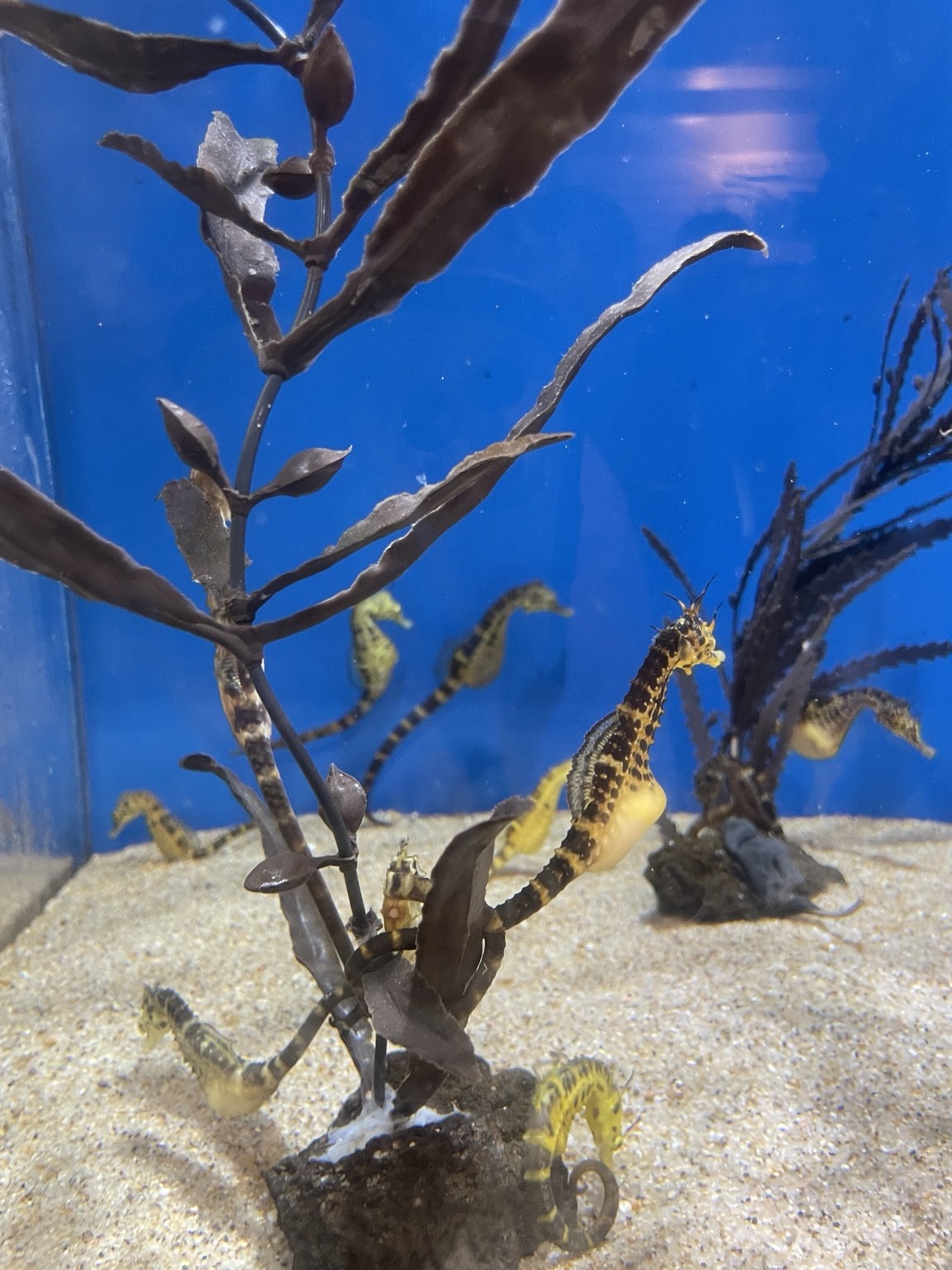 しながわ水族館のタツノオトシゴの水槽