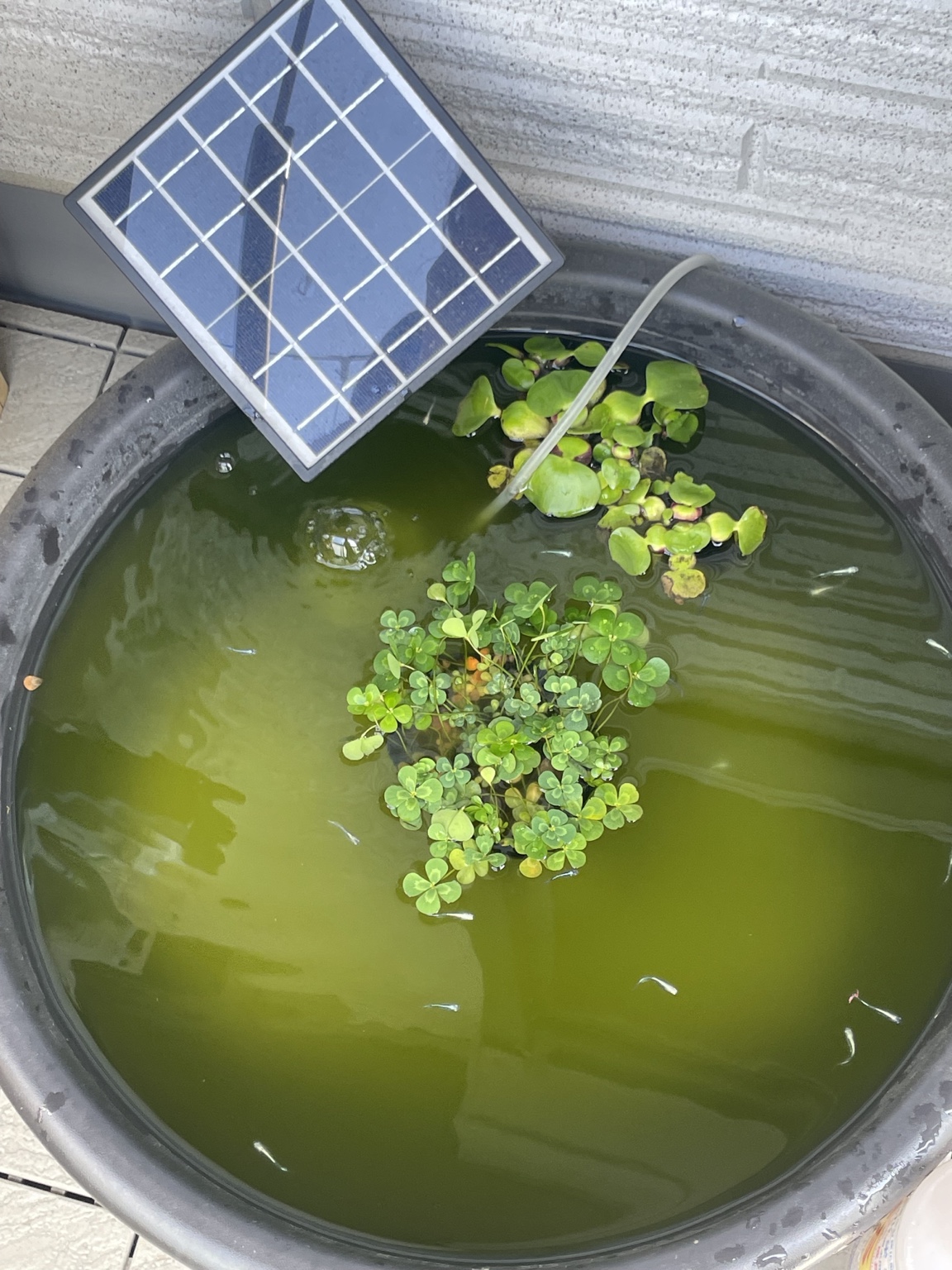 2025年5月のベランダのメダカ鉢。水が緑色になり水草が育っている