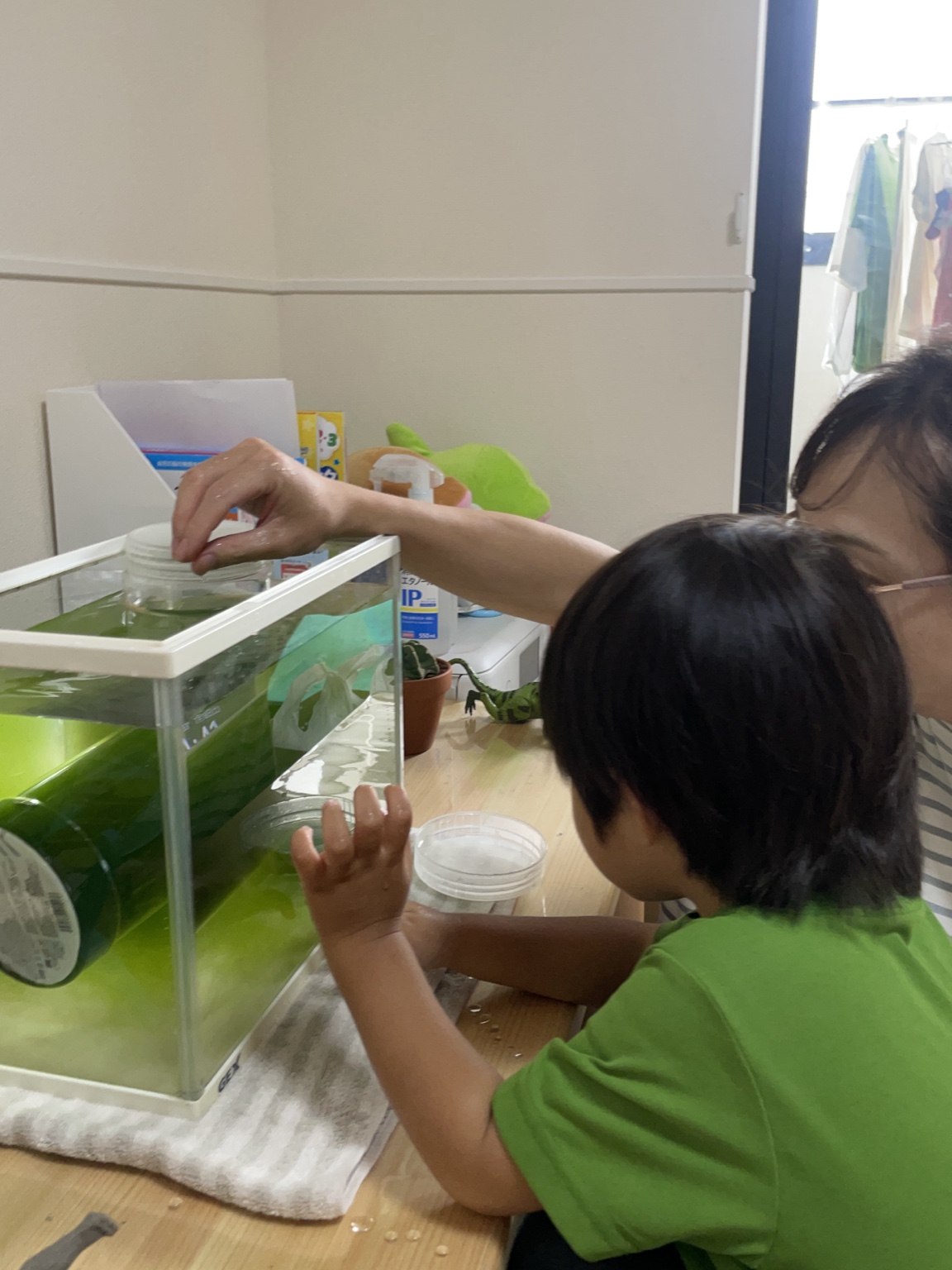 親子でメダカ稚魚の水槽替えをしている様子