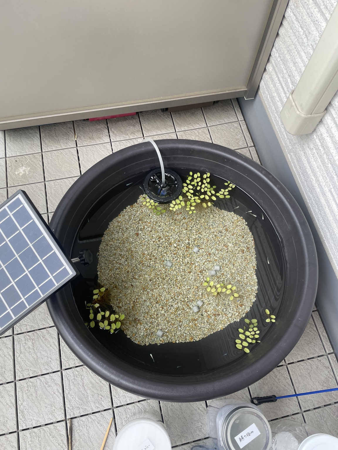 2024年10月に飼い始めた頃のメダカ鉢。底砂と浮草が見える透明な水