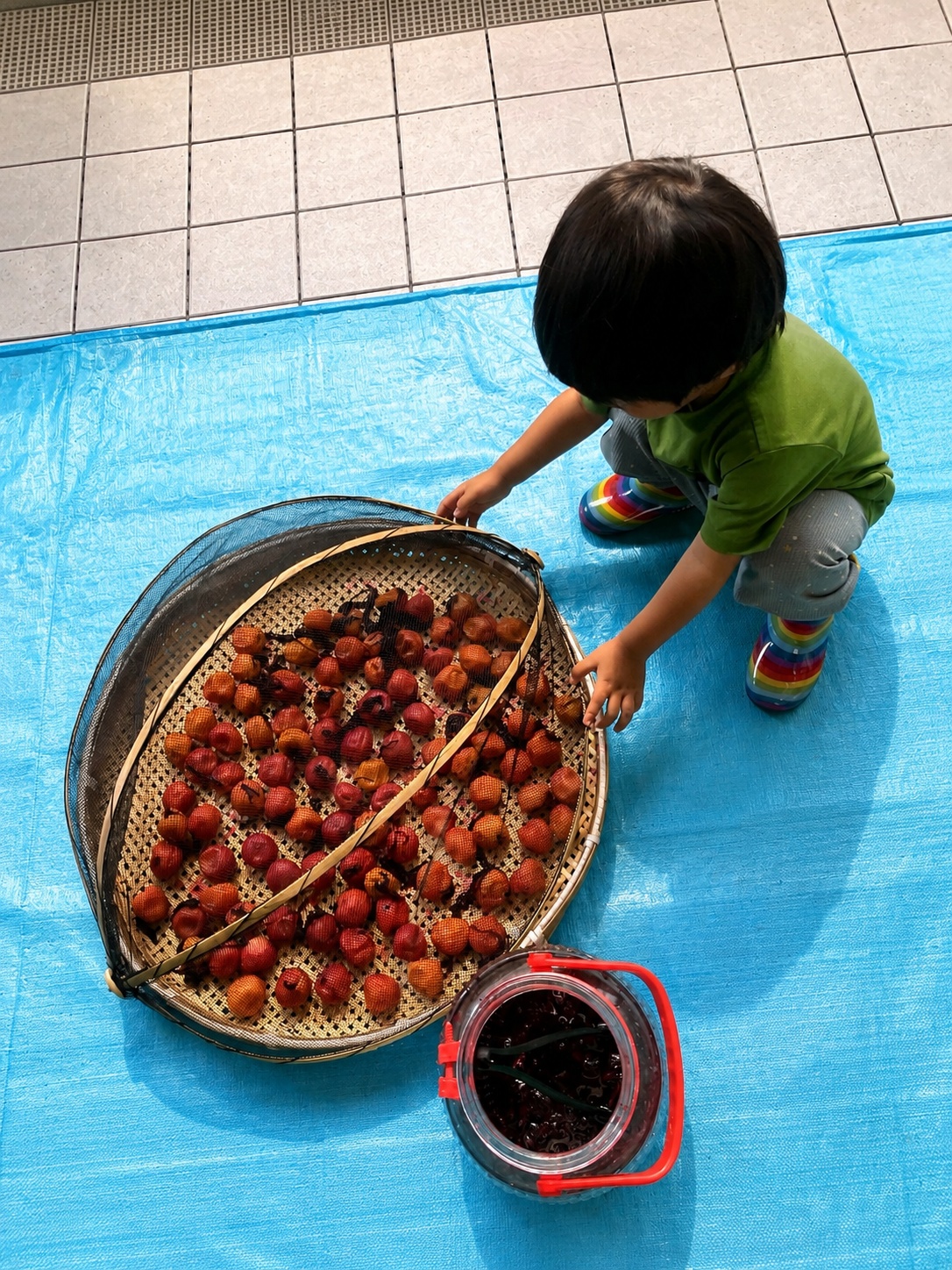 子どもと一緒に102個の梅をざるへ並べて天日干ししている様子